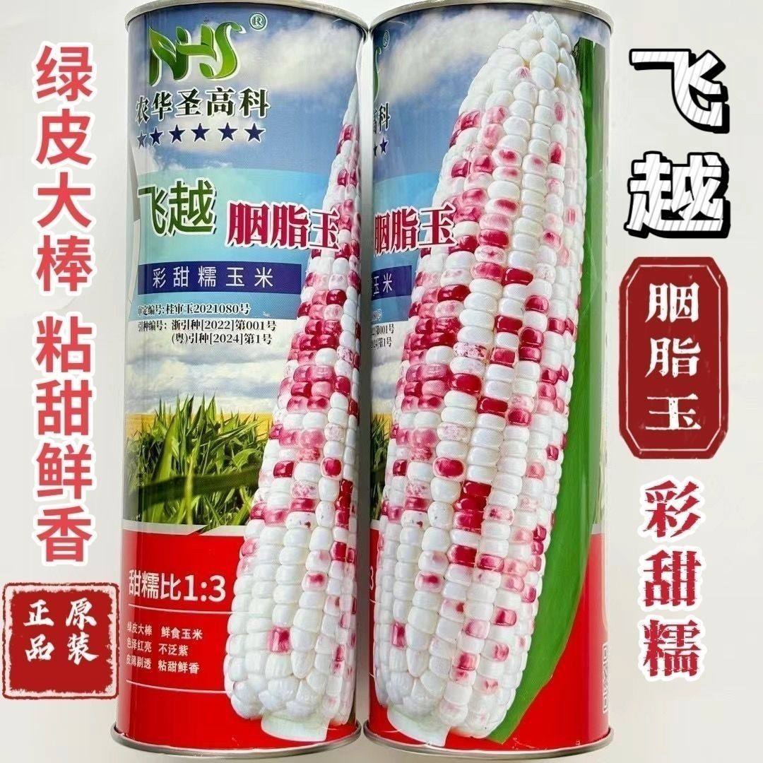 彩甜糯玉米种子钱多多胭脂玉薄皮大棒彩甜糯玉米种籽农家大田高产