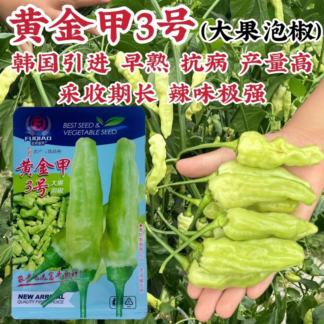 黄金甲3号小米辣种子新品种特辣大果泡椒种子大号辣椒种籽产量高