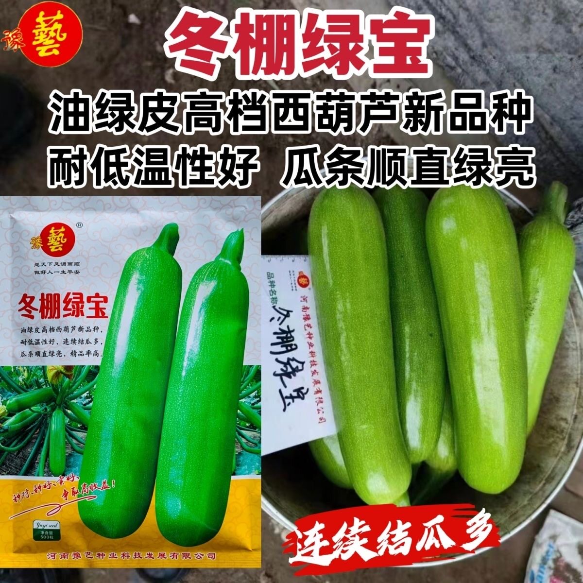 冬棚绿宝西葫芦种子早熟瓜条顺直油绿皮耐低温弱光性好春秋蔬菜籽
