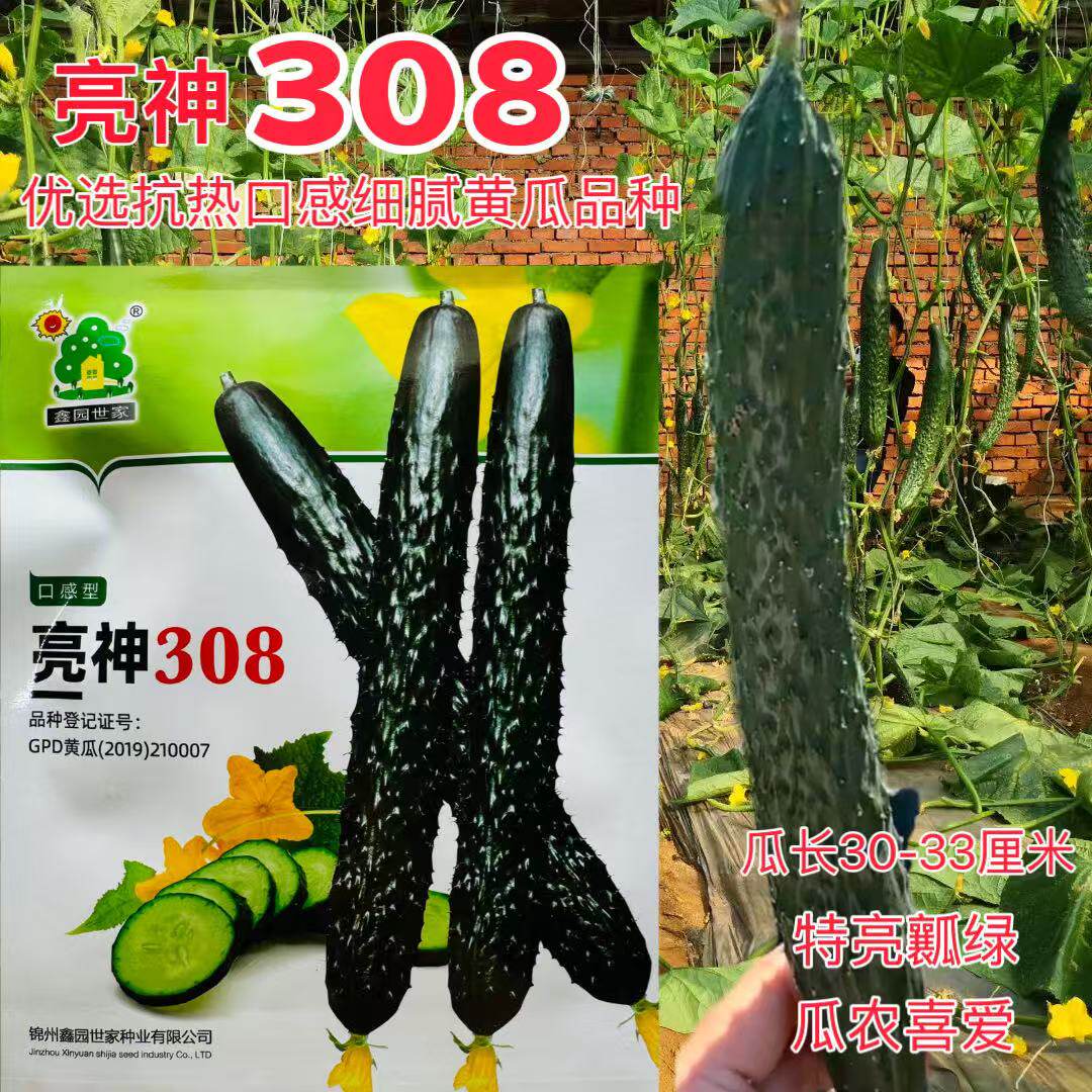 亮神308黄瓜种子油亮特亮长黄瓜种子雌性强短把条顺绿瓤青瓜种子