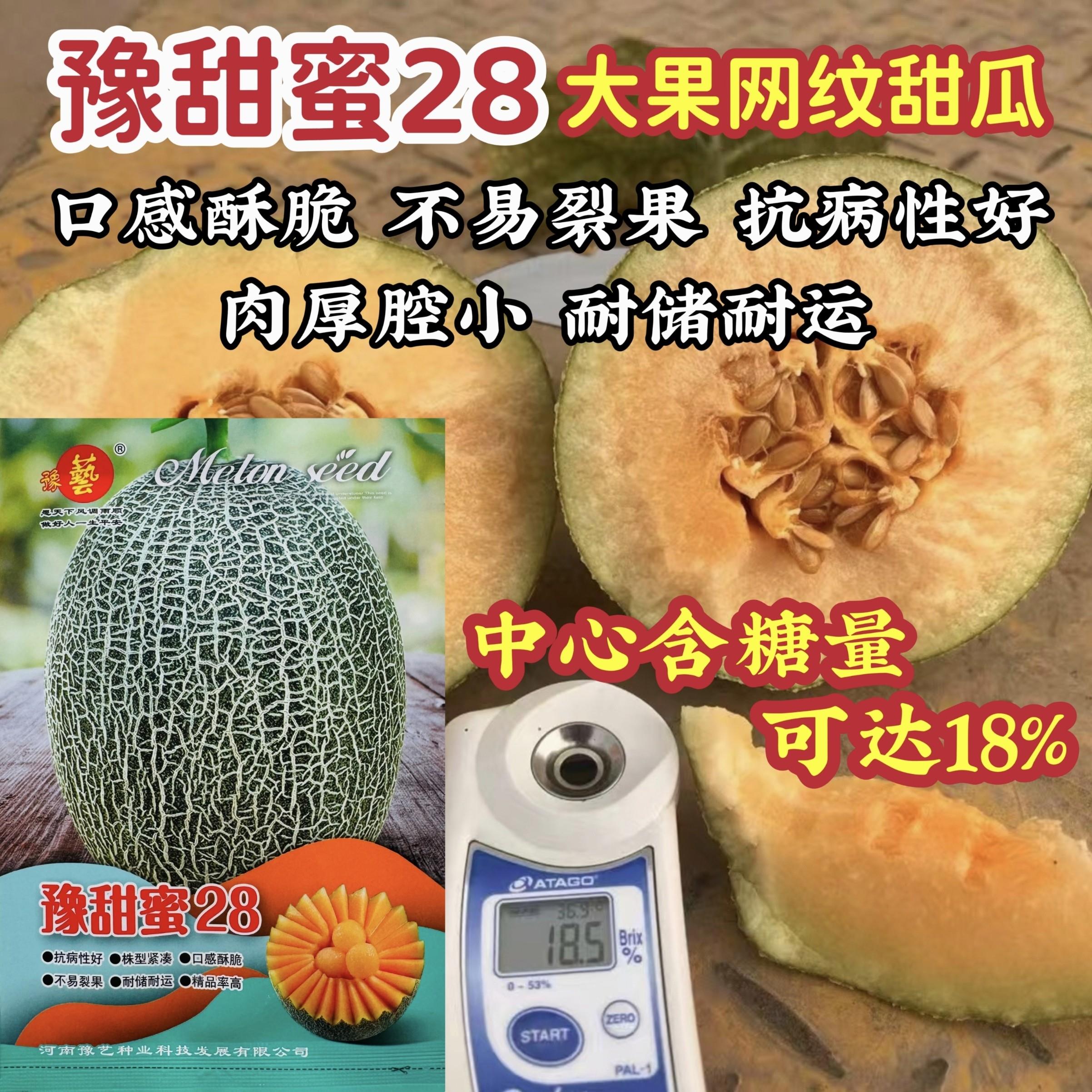 哈密瓜种子高糖豫甜蜜28网纹甜瓜种籽大果高品质酥脆香甜耐裂