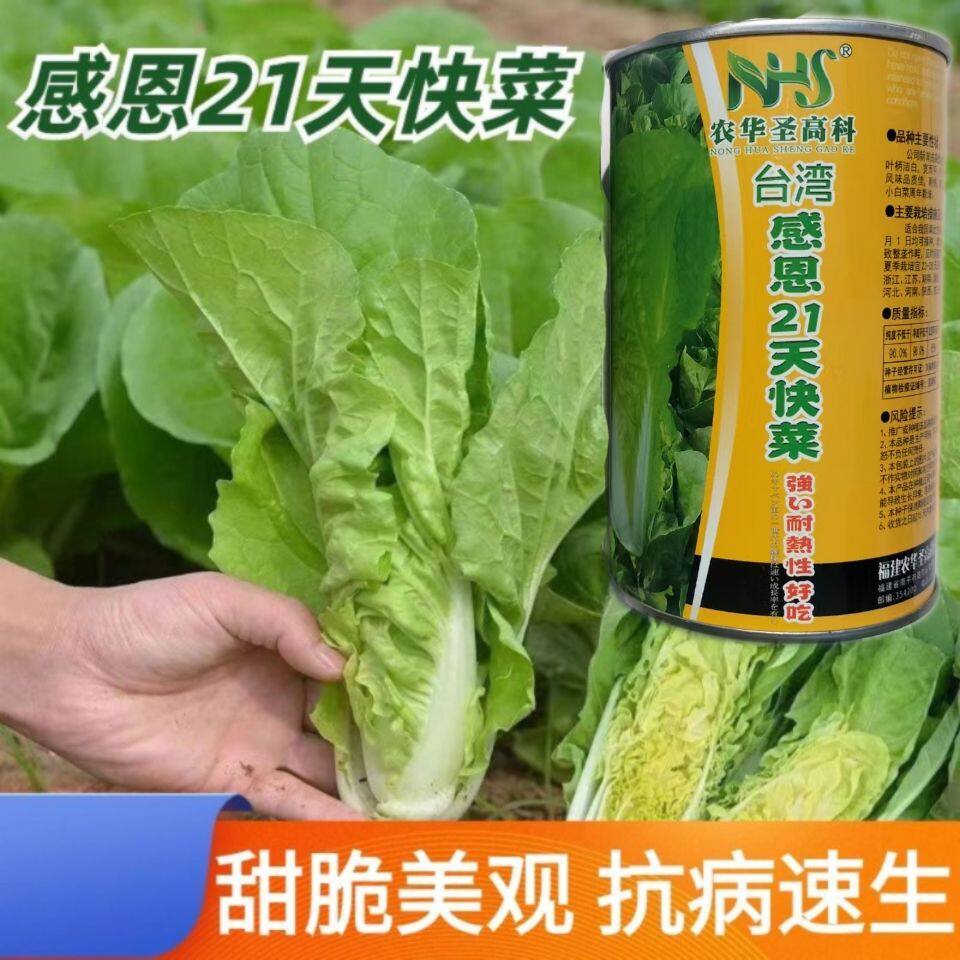 新种台湾感恩21天快菜种籽高产耐热耐湿阳台庭院四季小白菜毛白菜