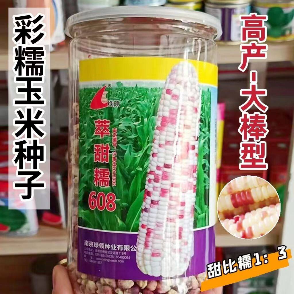 绿领萃甜糯608玉米种子 花糯白糯彩糯玉米大棒玉米高产早熟抗伏倒