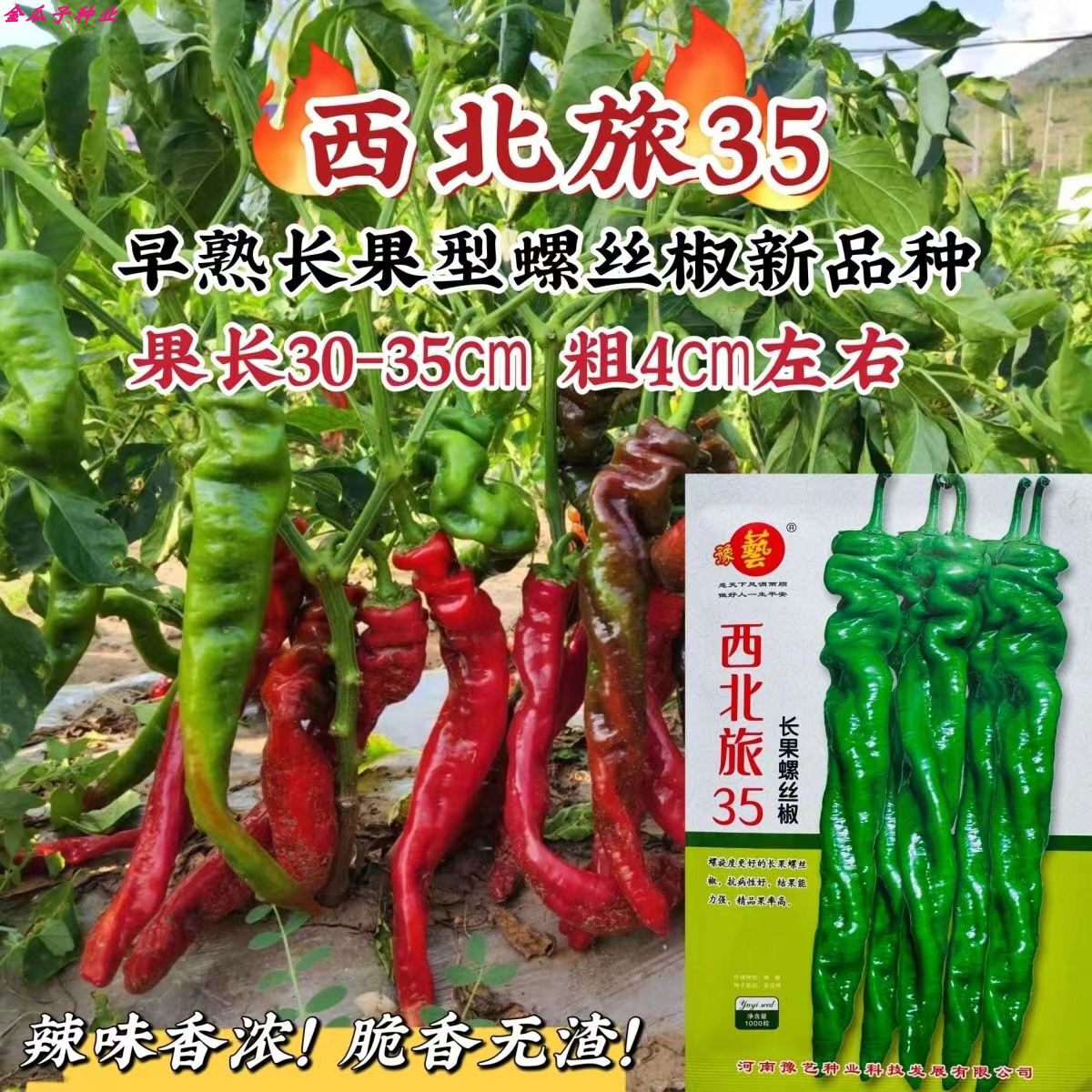 河南豫艺西北旅35大果螺丝椒蔬菜种子春季秋季早熟高产陇椒辣椒籽