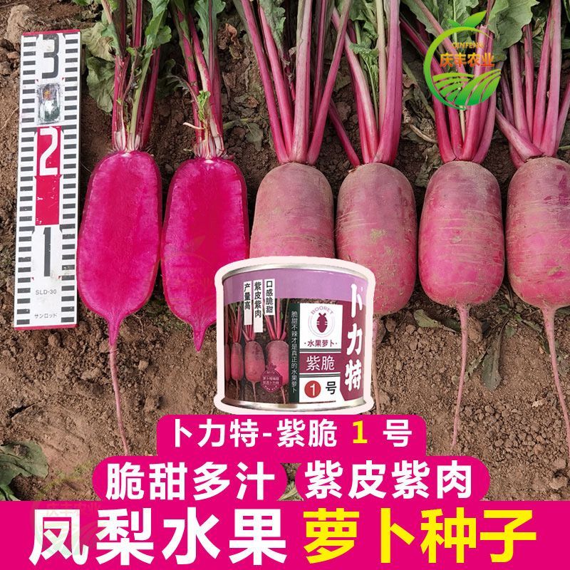 卜力特紫脆1号水果萝卜种子口感脆甜紫皮紫肉凤梨萝卜种籽耐储存