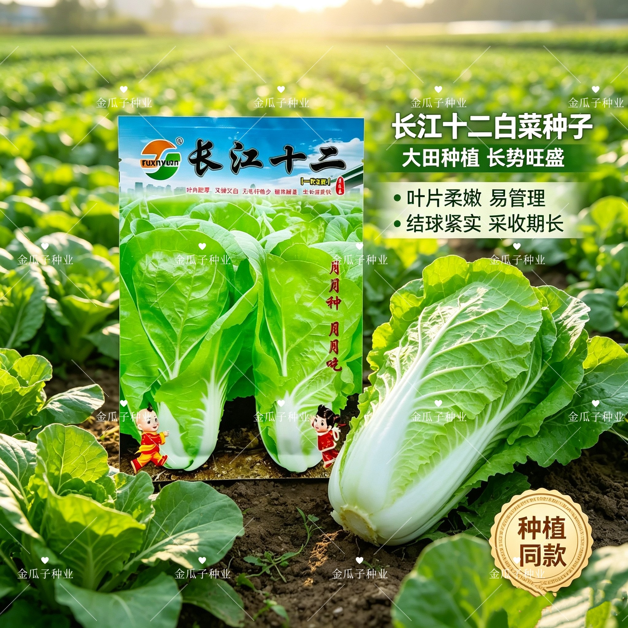 长江十二快菜种子四季速生耐热耐湿快速种籽无毛纤维少菜种子20克