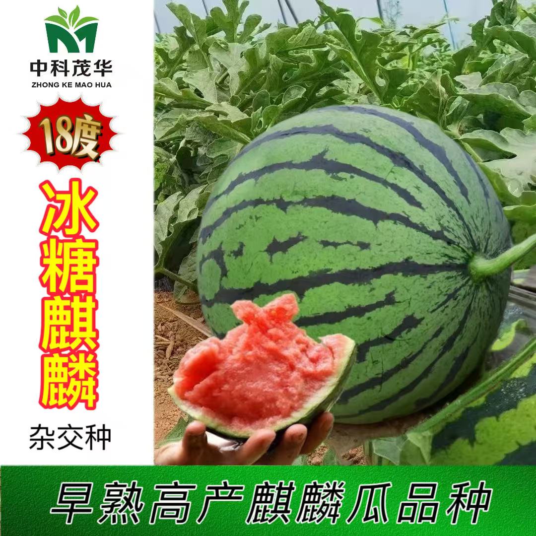 茂华18度冰糖麒麟西瓜种子口感好早熟高产抗病商品性佳农家冬春播
