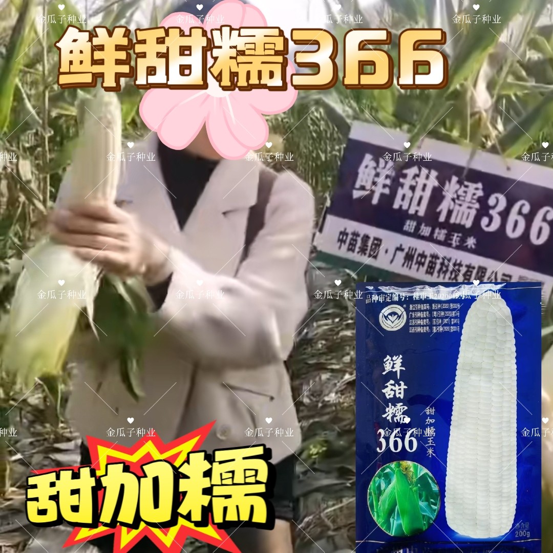 中苗玉糯鲜366号玉米种子甜加糯玉米种子白色鲜食糯玉米种国审玉