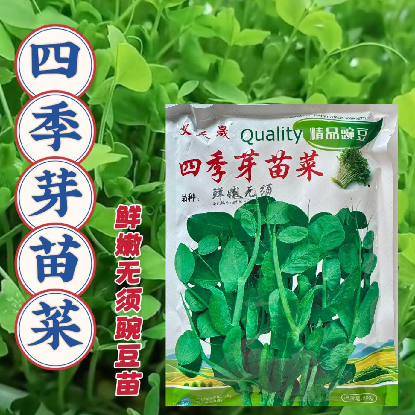 正宗鲜嫩无须豌豆苗种子专吃豌豆苗尖水培土培可越冬四季芽苗菜籽