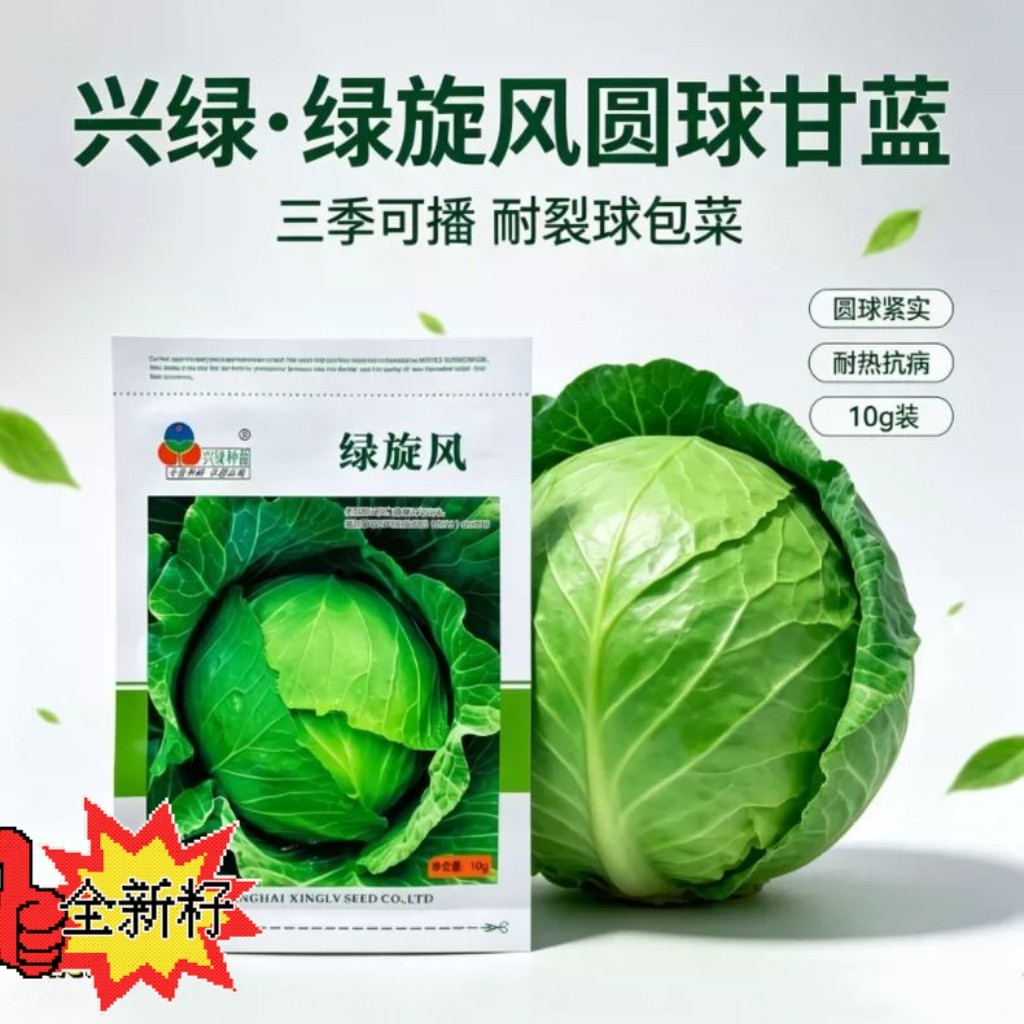 绿旋风大甘蓝种子耐热耐裂早熟扁圆球卷心菜包菜种籽春夏秋季播种