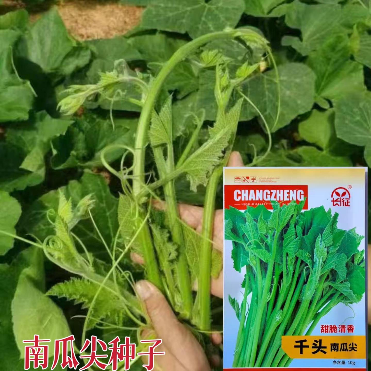 千头南瓜尖种子春播耐热抗病南瓜尖种籽南瓜秧头甜脆清香蔬菜种孑