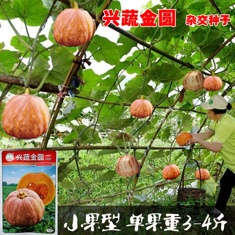 兴蔬金圆小南瓜种子小果型南瓜种籽孑长势强成熟果桔黄色甜度高