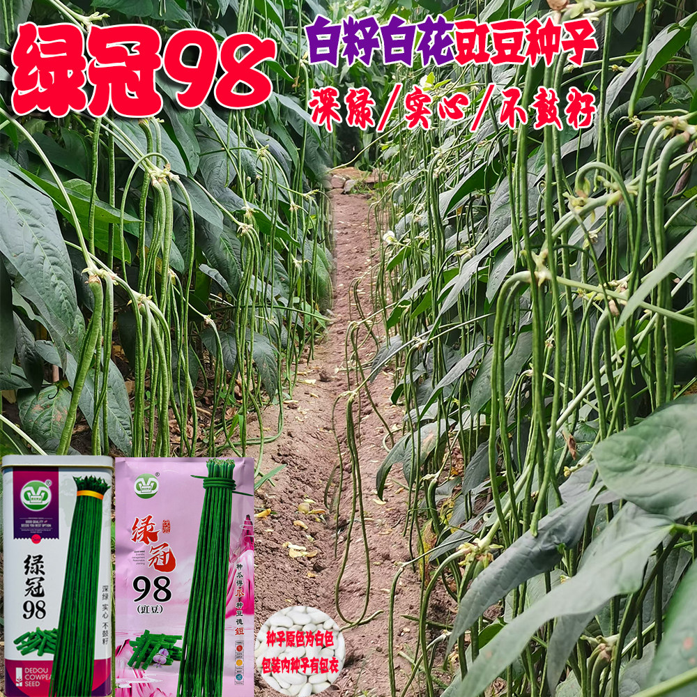 绿冠98长豆角种子长荚绿条早熟豇豆种籽无鼠尾不鼓籽抗病强缸豆籽