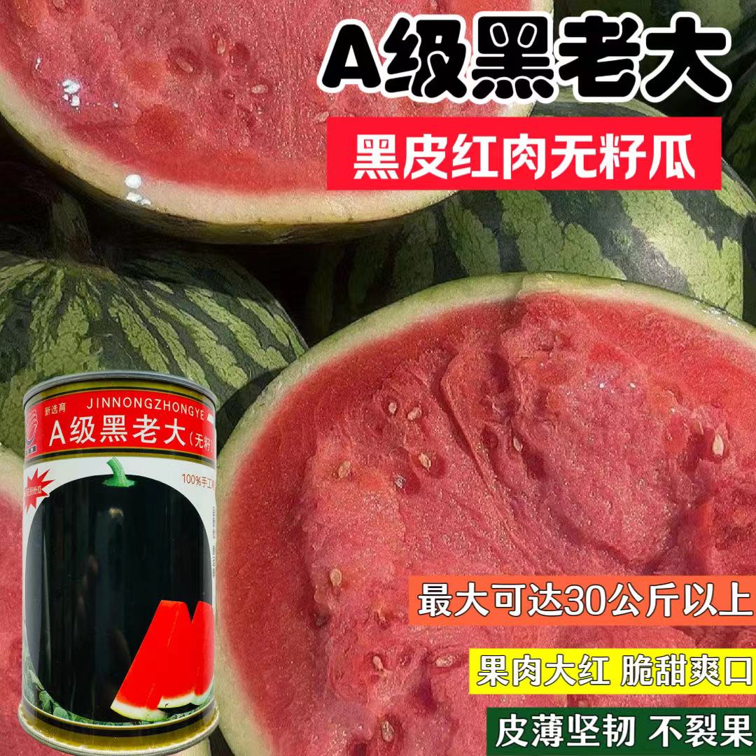 黑皮无籽西瓜种抗病早熟脆甜多汁