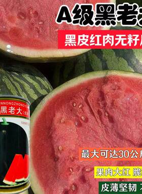 黑皮无籽西瓜种抗病早熟脆甜多汁