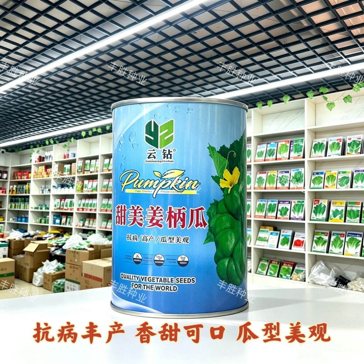 云钻甜美姜柄瓜种子云南姜饼瓜种子中早熟扁圆形春秋抗病高产40g
