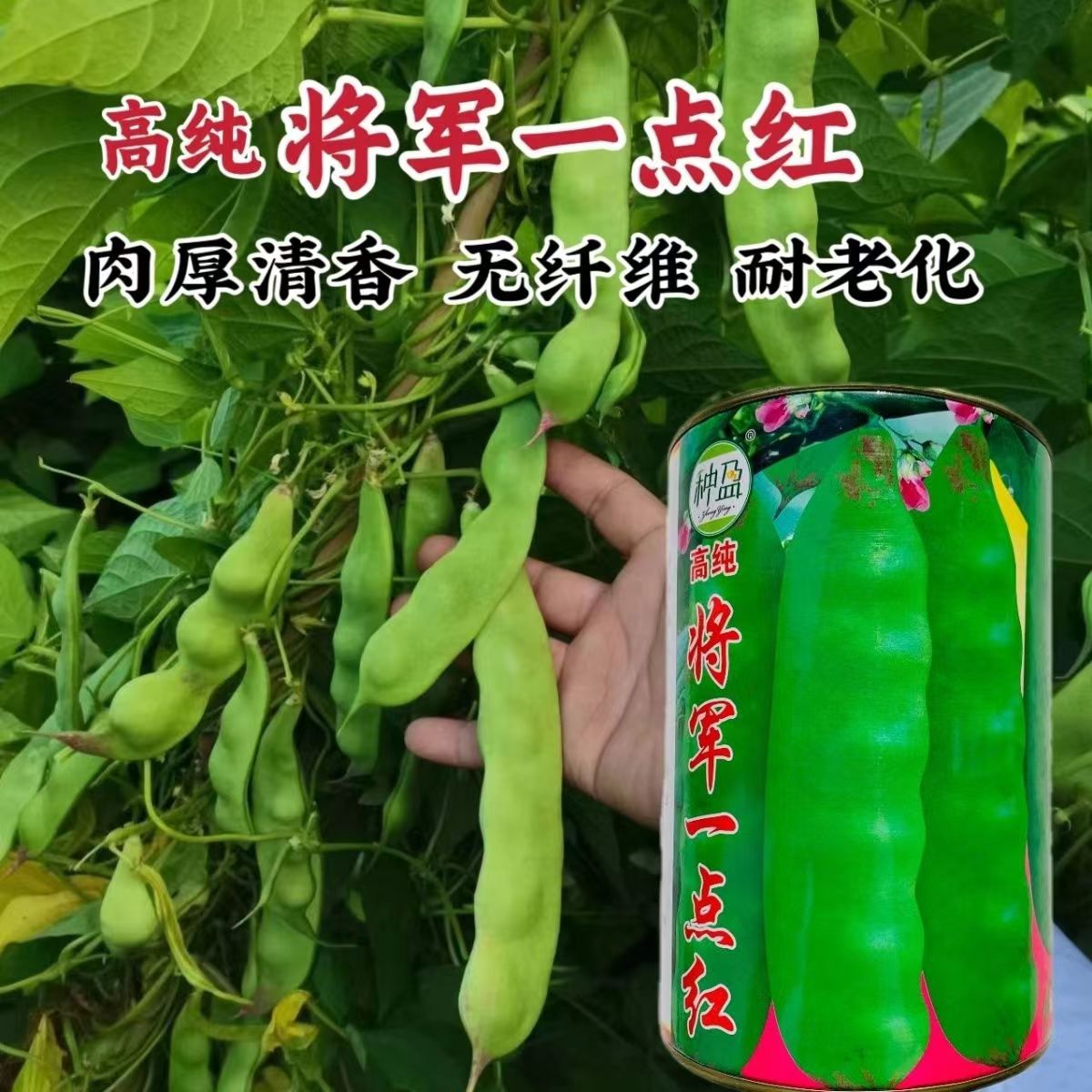 将军一点红油豆早熟肉厚高产耐热