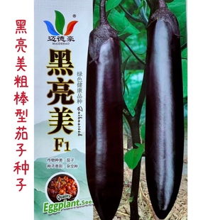 黑亮美长茄种子早种熟粗粗棒型长茄种籽紫黑茄孑春秋播耐热蔬菜种