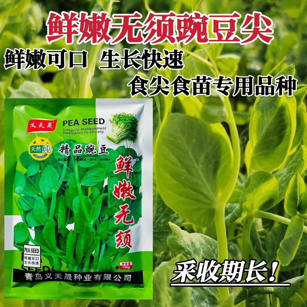 鲜嫩无须豌豆尖种子无须豆尖1号豌豆苗种子苗芽菜豌豆种籽吃苗叶