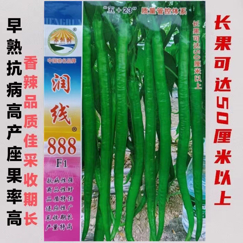 润线888线椒种籽特长线椒种子超长香辣产量高采收期长加长8号海椒