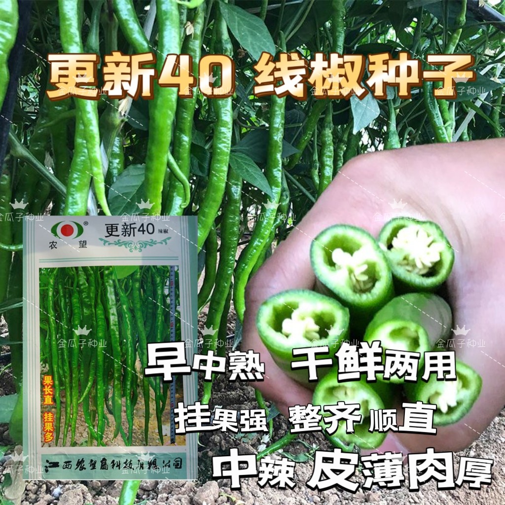 农望更新40干鲜两用长线椒种籽中辣肉厚皮薄后劲足辣椒籽线椒种子