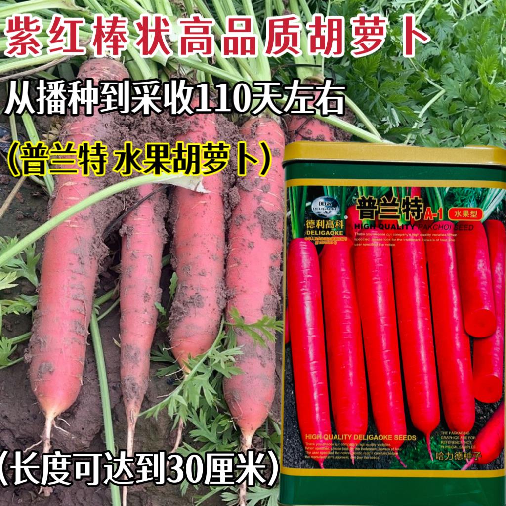 普兰特水果胡萝卜种子紫红棒状甜脆高产萝卜种籽大田基地夏秋播种