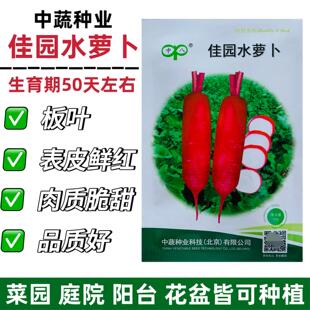 佳园水萝卜种子红皮白肉甜脆多汁不糠心阳台蔬菜种籽菜园易种蔬菜