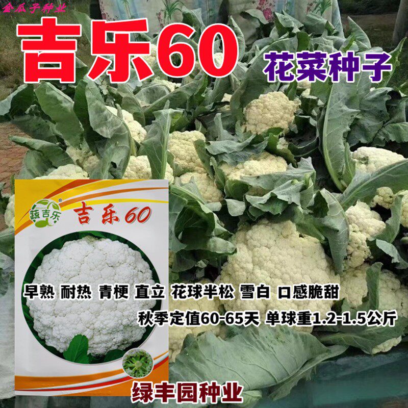 60天青梗花菜种子耐热高产抗病
