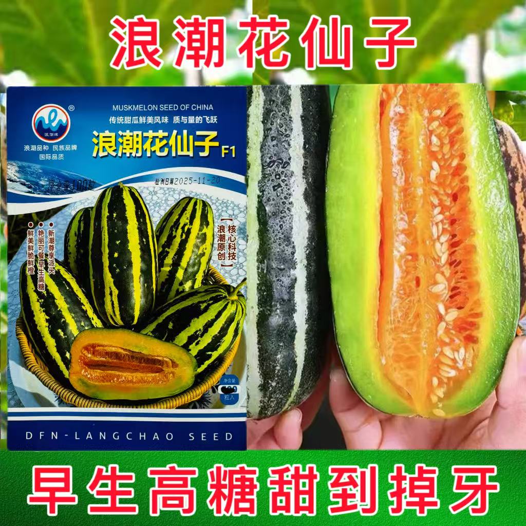 浪潮花仙子甜瓜种子早熟杂交一代花皮甜瓜种籽橘红瓤肉质细脆酥爽