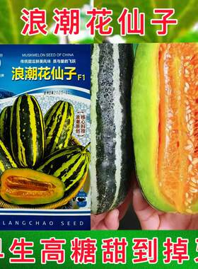 浪潮花仙子甜瓜种子早熟杂交一代花皮甜瓜种籽橘红瓤肉质细脆酥爽