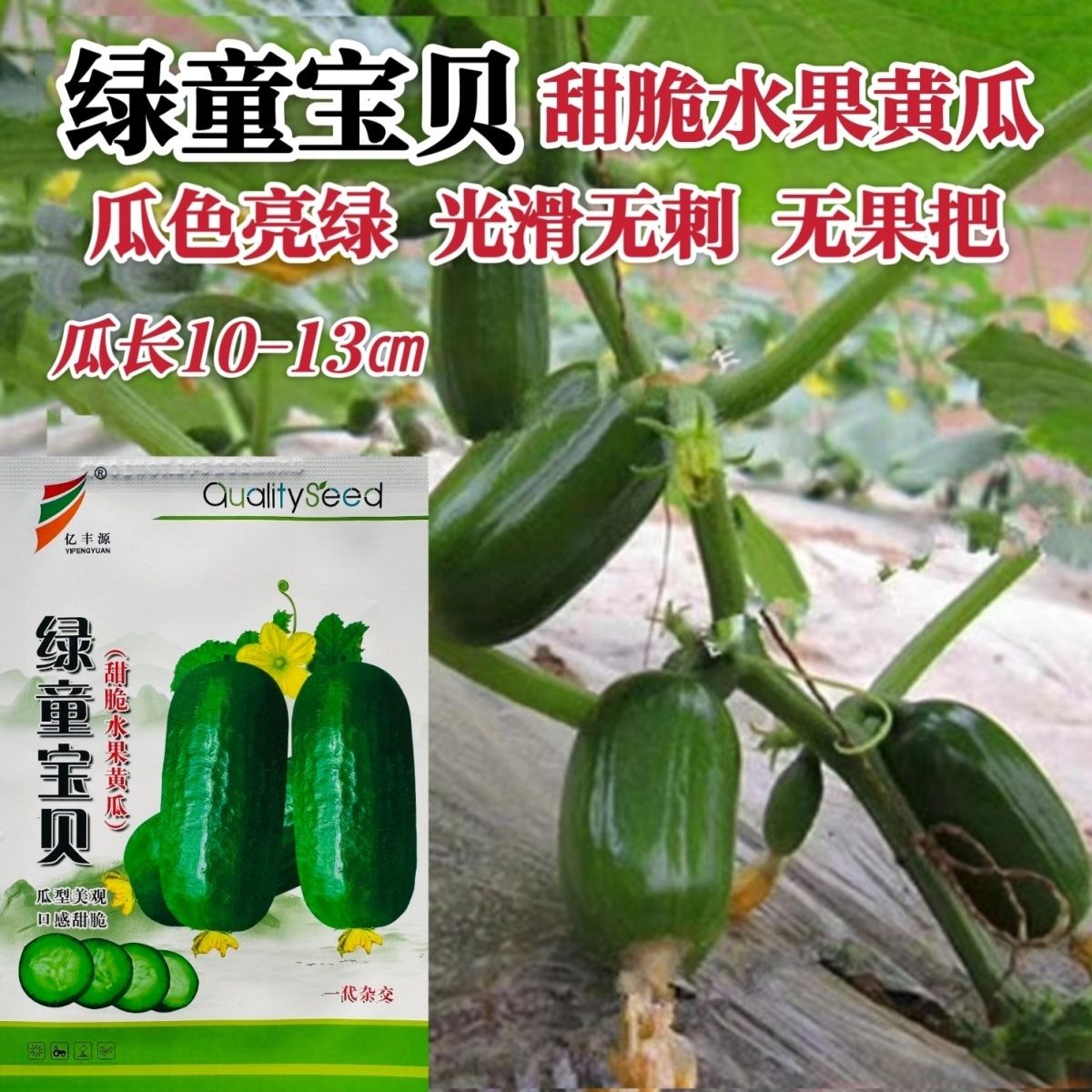 绿童宝贝甜脆水果黄瓜种子光滑无刺无瓜把金童水果黄瓜种籽脆甜