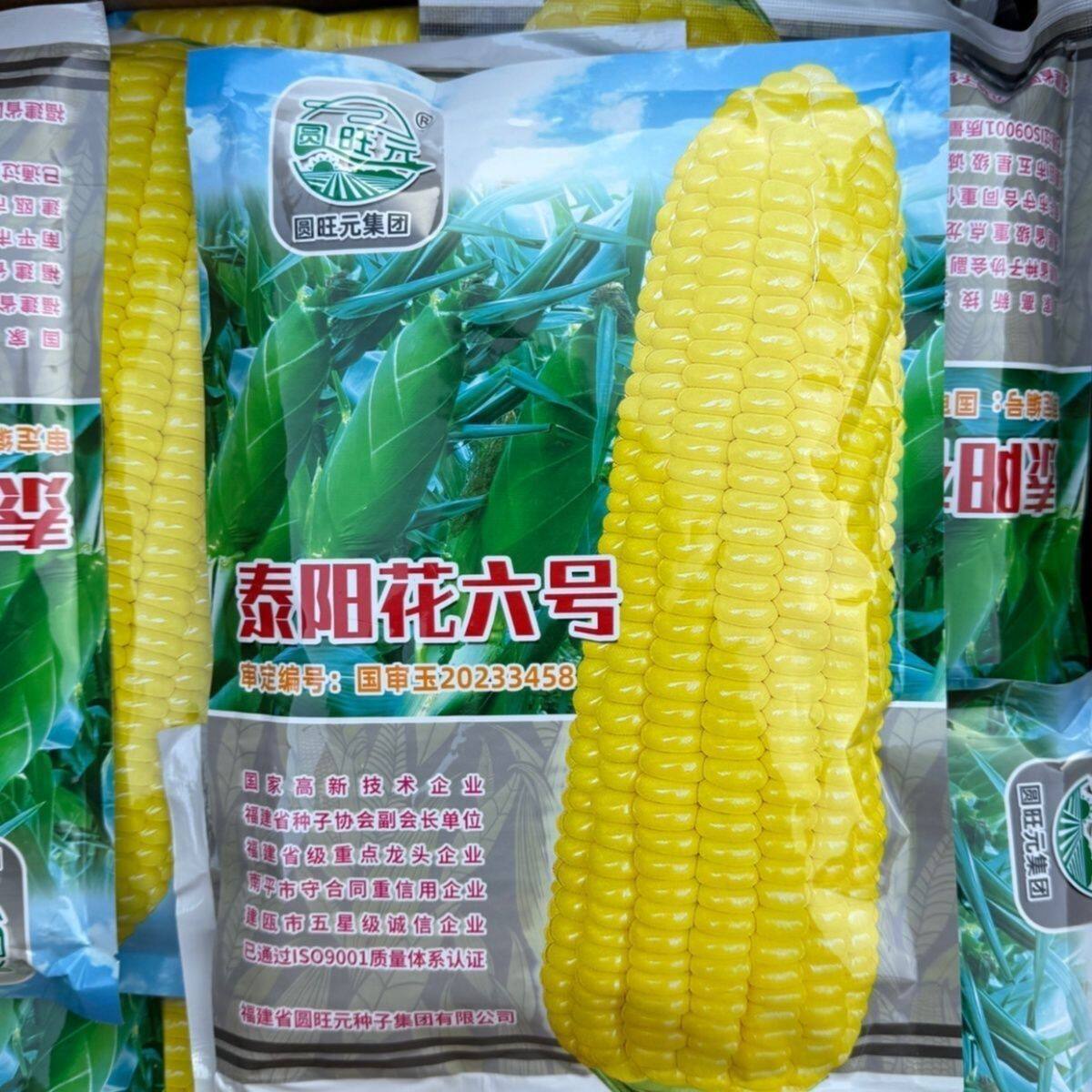 泰阳花6号玉米种子太阳花6号泰国超甜水果玉米种子早熟高产大棒