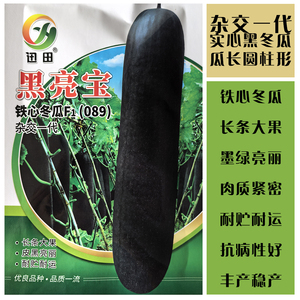 黑亮宝冬瓜种子铁心杂交黑皮长冬瓜种籽孑高产抗病长条大果冬瓜种