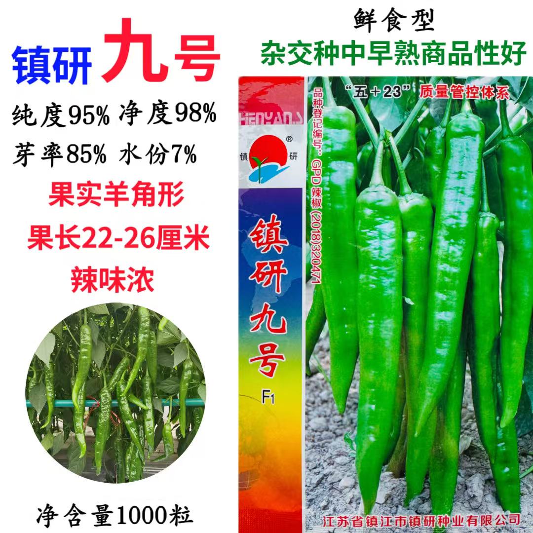 镇研九号辣椒种子香辣长果羊角形高产抗病商品性佳农家春秋播精选