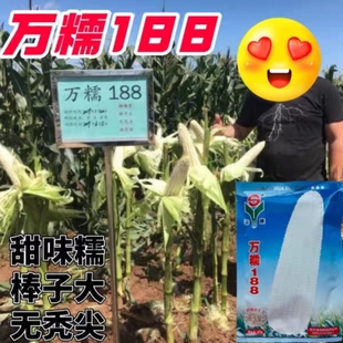 华穗万糯188玉米种子中熟白甜糯玉米种籽大棒高产万糯2000玉米种