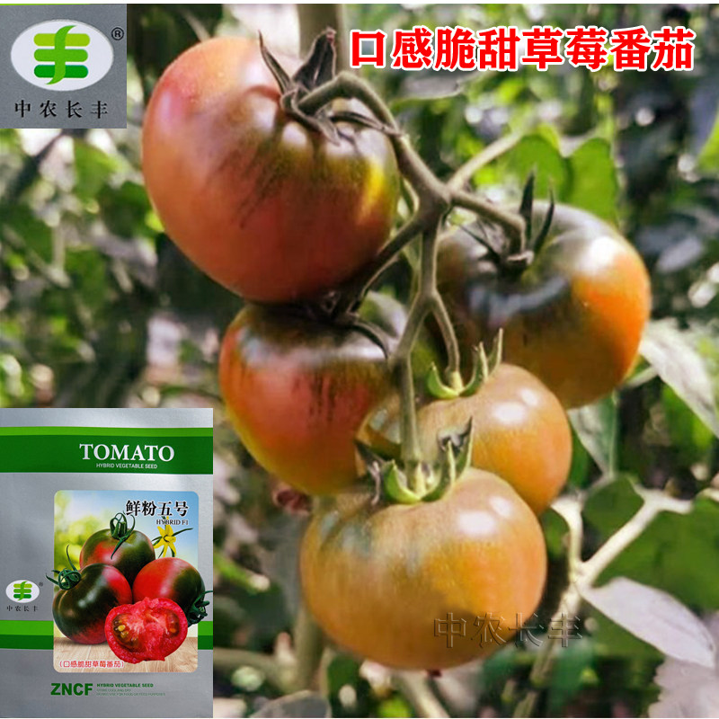 鲜粉五号沙瓤番茄种子春秋冬极早熟西红柿种子硬度好抗耐运蔬菜籽