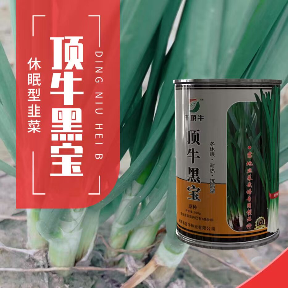 顶牛黑宝韭菜种子耐寒休眠型韭菜种籽露地大棚抗病韭菜籽春秋播