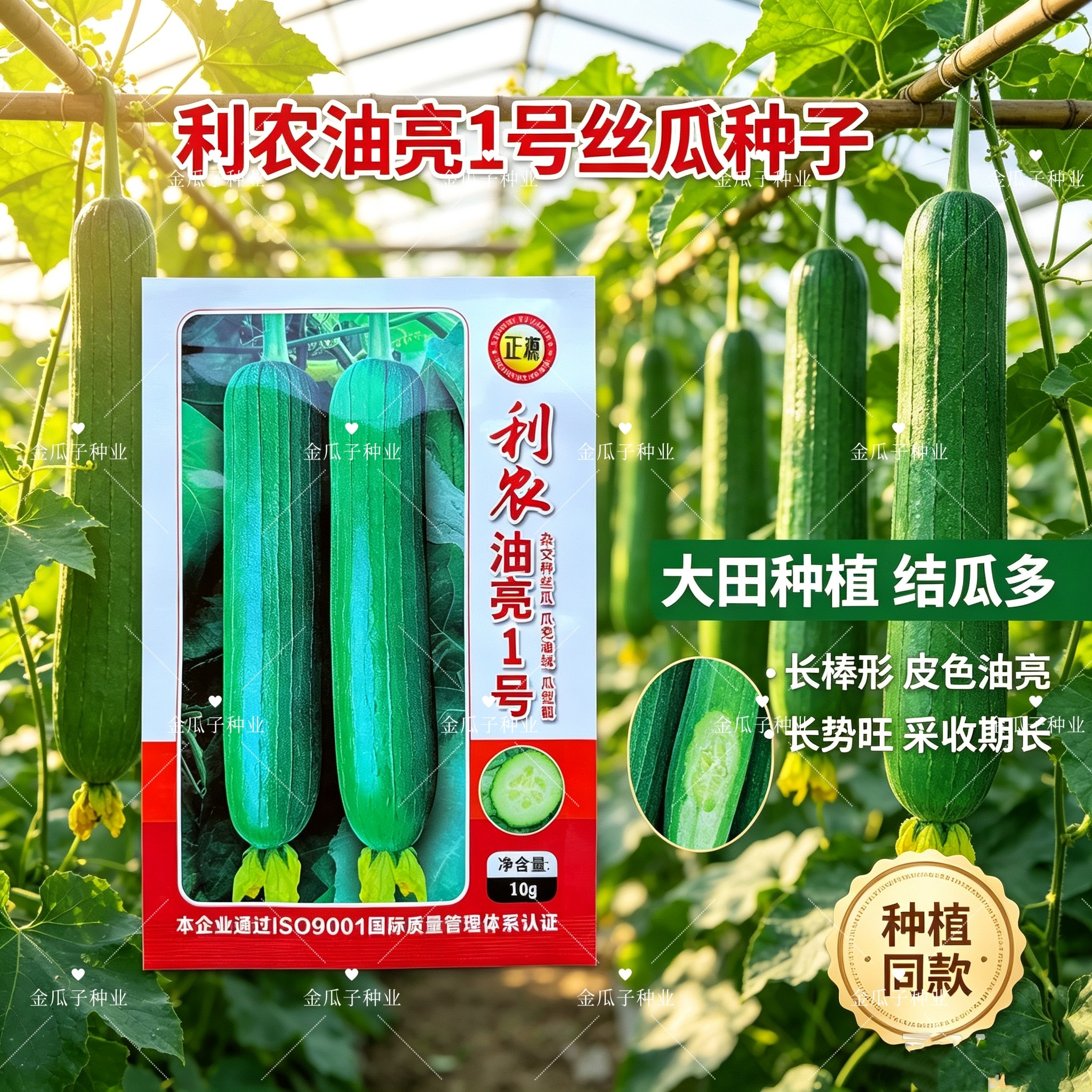 利农油亮1号丝瓜种子中熟油亮清香肉丝瓜籽高产清香滑嫩大田种孑