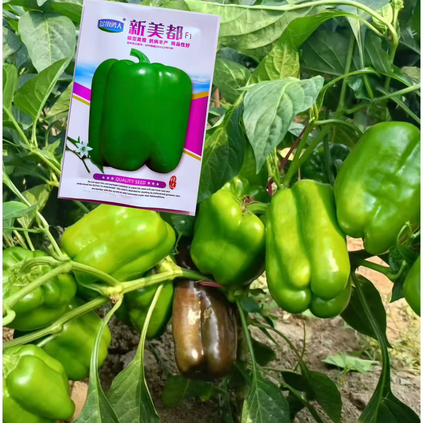 新美都大果甜椒种子高产好吃肉厚皮薄圆青椒灯笼椒籽四季播庭院籽