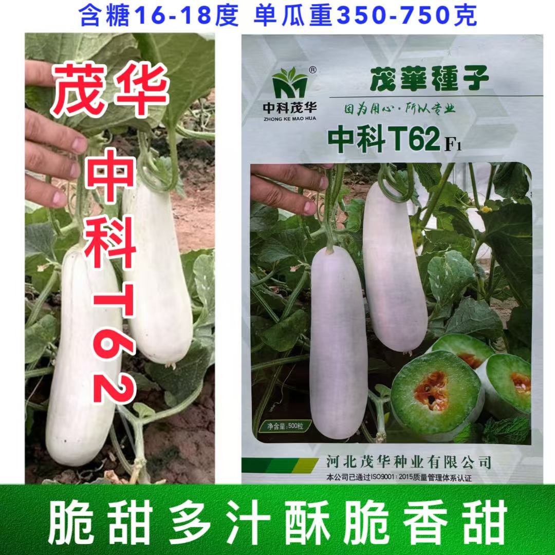 中科T62甜瓜种籽 超甜羊角蜜种籽甜脆酥甜绿肉甜瓜种籽孑瓜果种子