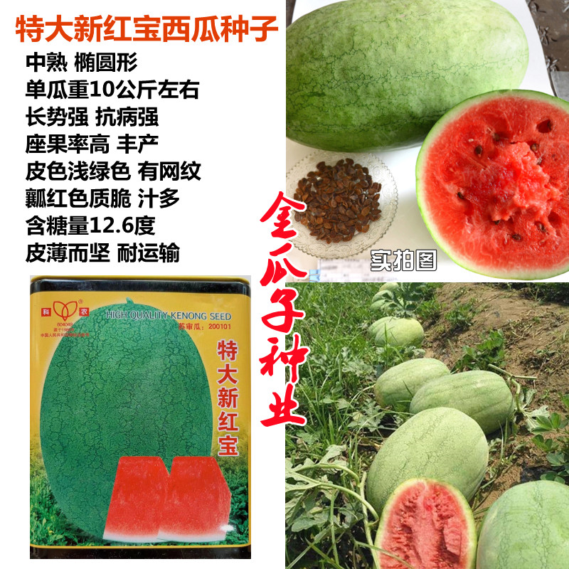 果肉大红皮薄坚韧高产超甜水果