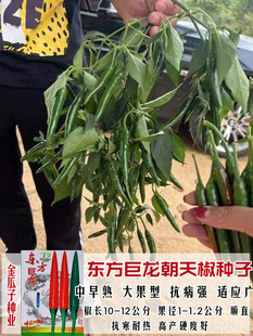 菜蔬菜种籽孑籽 东方巨龙大果朝天椒种子高产秧苗春天超辣辣椒四季