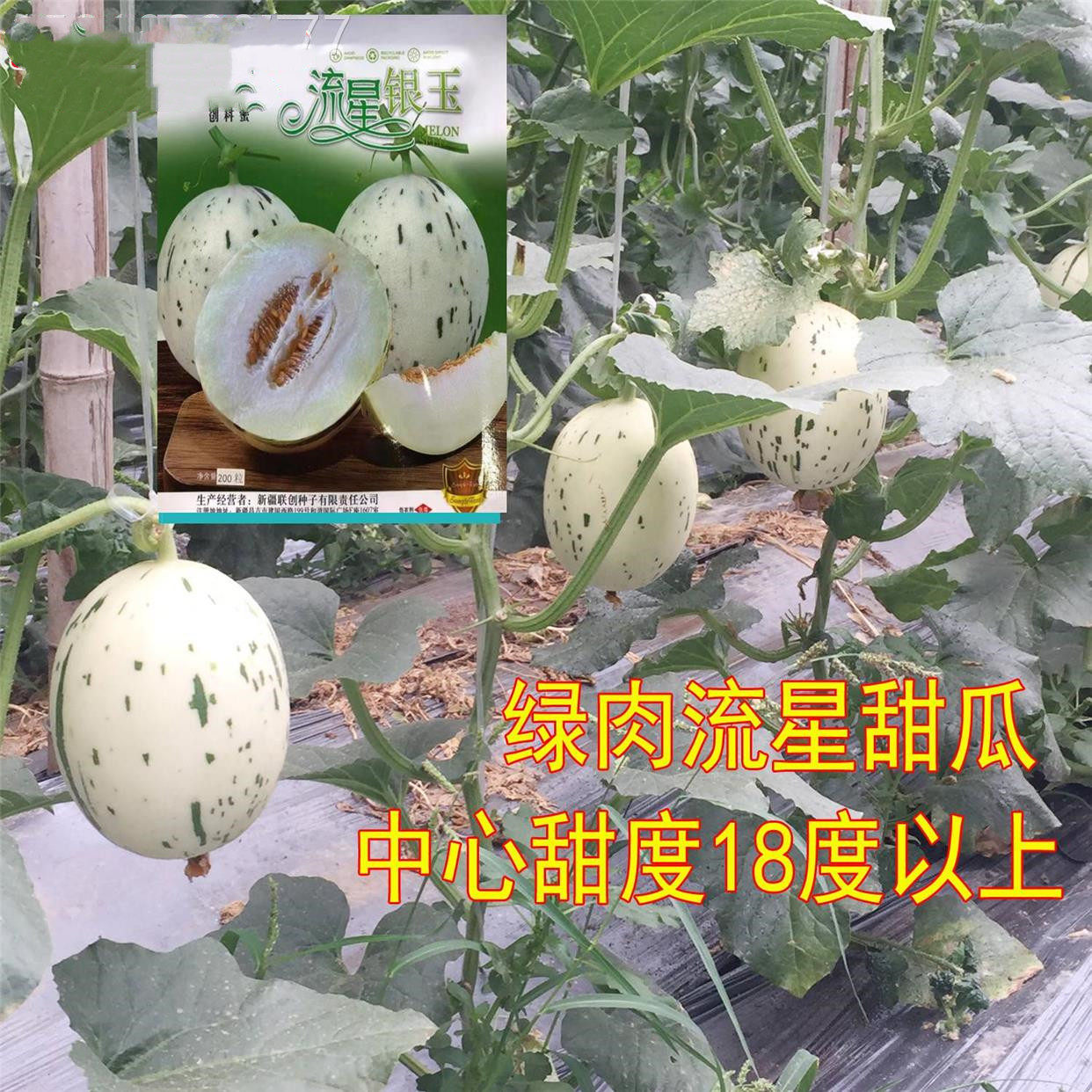 流星银玉甜瓜种籽洋香瓜甜瓜种子哈密瓜种子春秋大棚露地基地用种