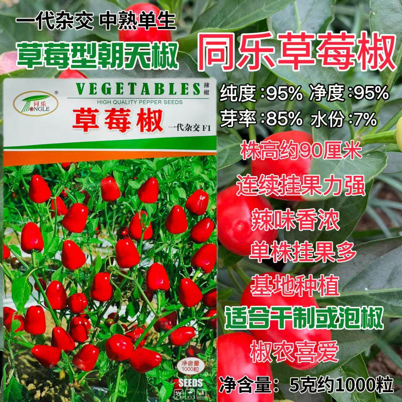 草莓椒辣椒种子鲜艳浓辣多果高产耐热农家春秋播种精选椒种孑