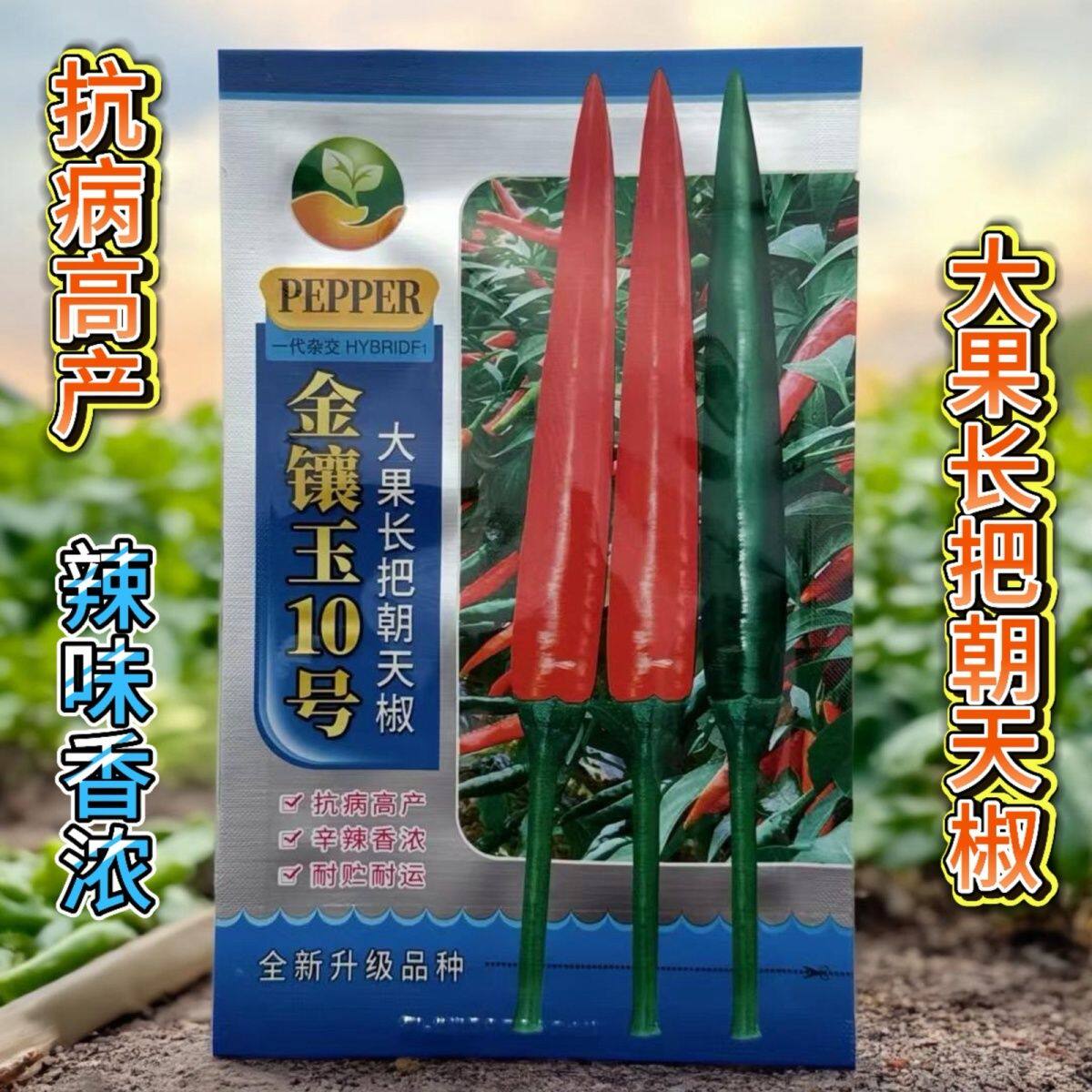 金镶玉10号大果朝天椒杂交一代中晚熟大果型硬度高把子长辣椒种子