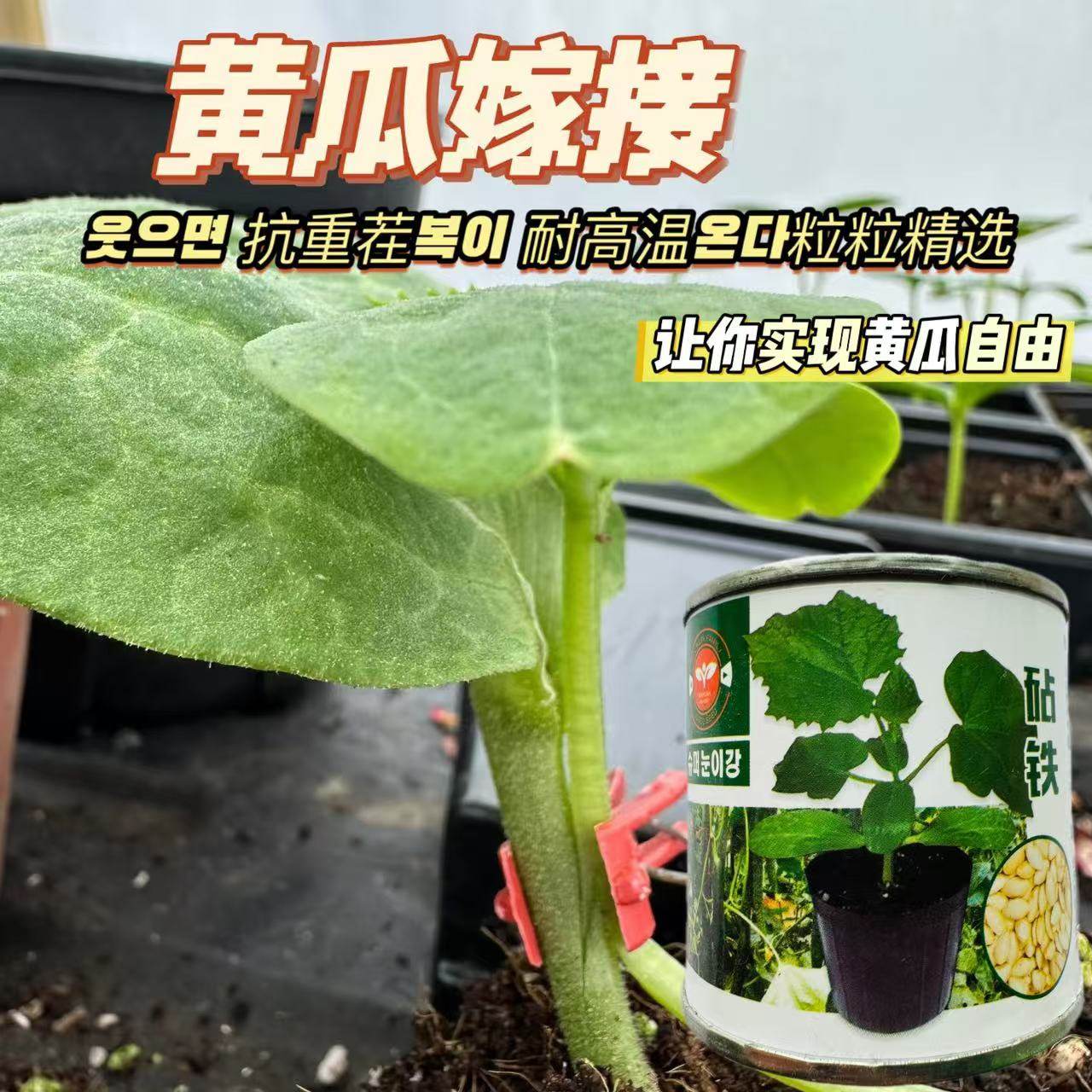 砧铁黄瓜专用砧木种子油亮去蜡粉高抗病耐高温抗枯萎黄籽粒南瓜子