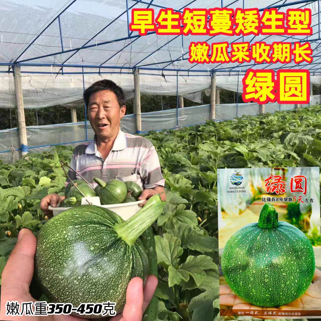 绿圆西葫芦种子无蔓小南瓜种子四季油绿圆瓜短蔓菜南瓜种孑高产籽