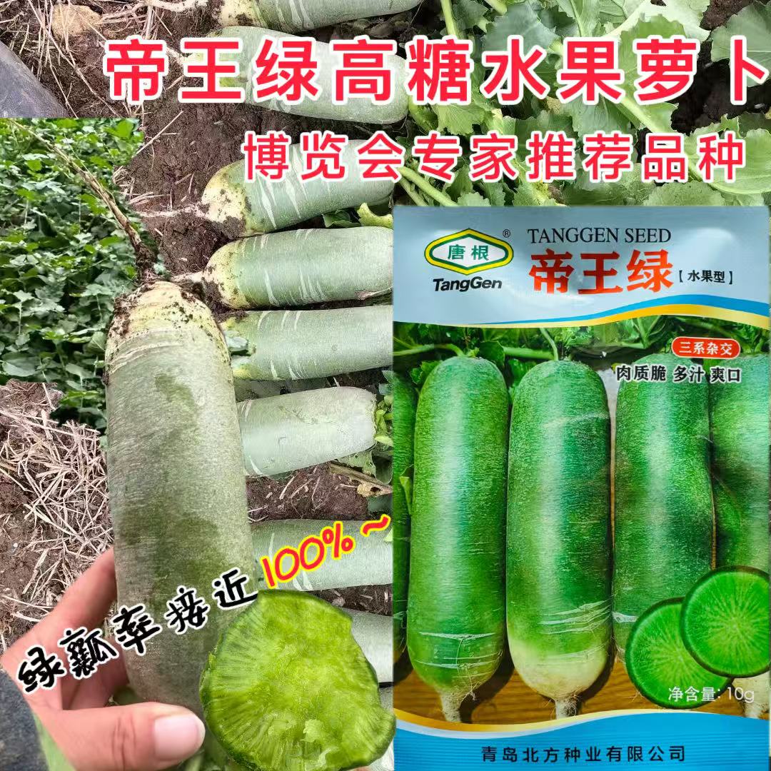 帝王绿水果萝卜种子超高品质绿皮绿肉春秋播甜脆多汁大青萝卜种籽
