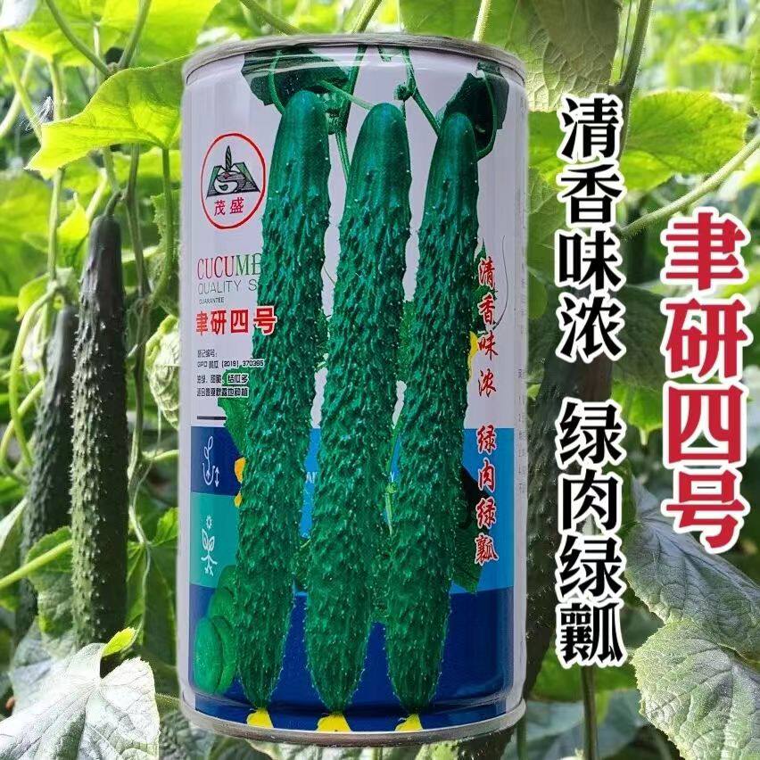 聿研四号黄瓜种子春秋两季蔬菜种子青瓜种子密刺长黄瓜种籽刺瘤大