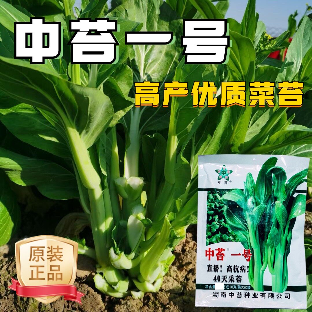 中苔一号青菜苔极早熟抗病耐热